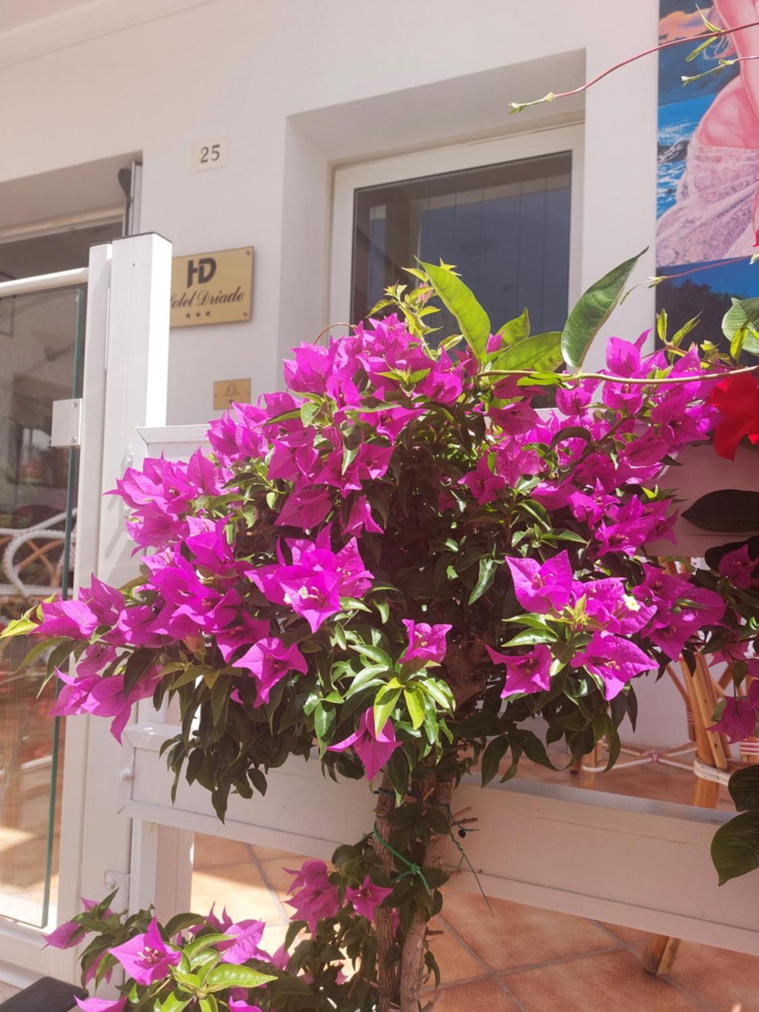 רימיני Hotel Driade Sul Mare מראה חיצוני תמונה